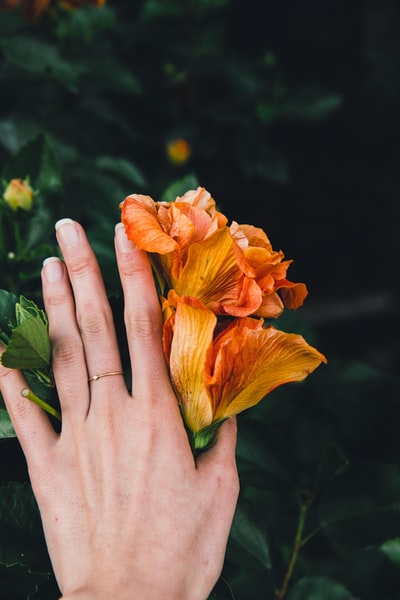 抚摸橙芙蓉花的人